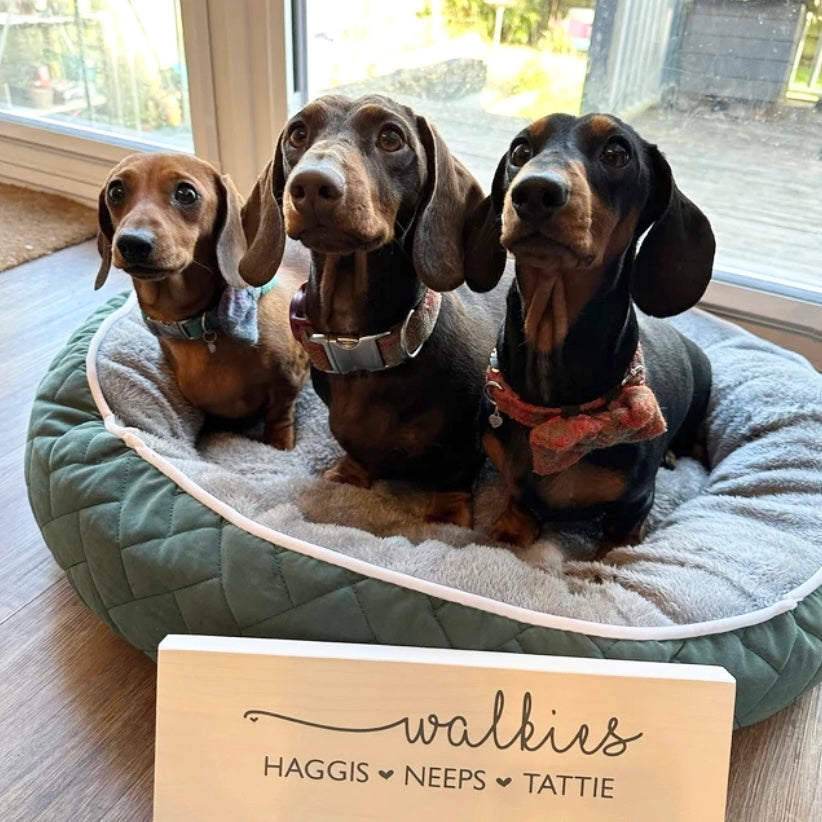 Best Sausage Dog Names, Dog Lead Holder